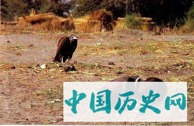 让世人反思的5张老照片，每张背后都有感人故事，很少有人全看过