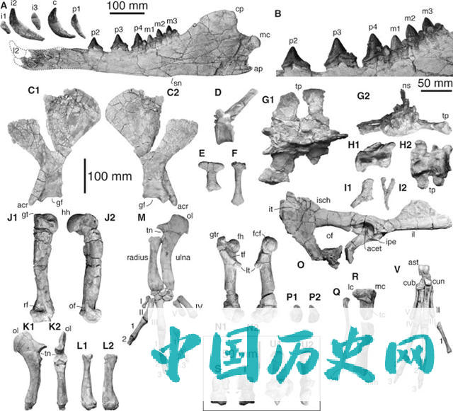 秘鲁海岸发现距今4260万年前的远古四足鲸