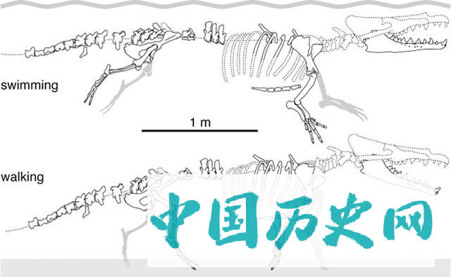 秘鲁海岸发现距今4260万年前的远古四足鲸