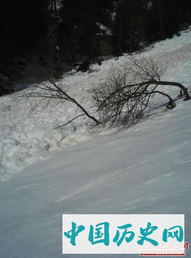 图2 雪崩发生时产生的气浪，吹弯了周围的树木