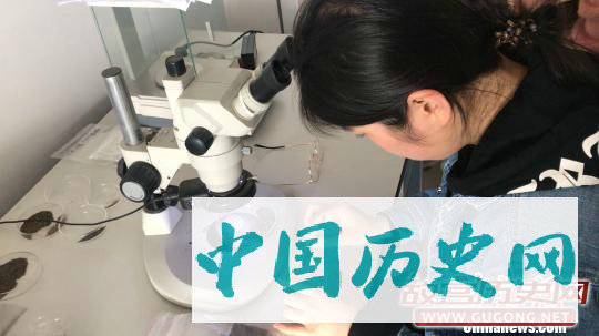 四川凉山地区考古发现新石器时代晚期已有种植业