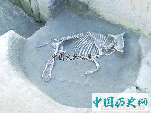 河北肃宁后白寺遗址发现二里头及晚商遗存