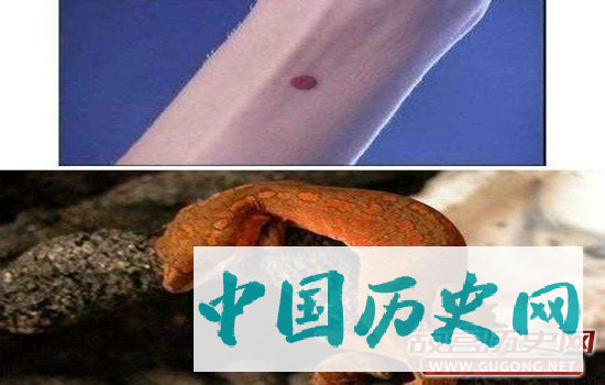 为什么古代女子要点“守宫砂”？它到底是个什么东西？