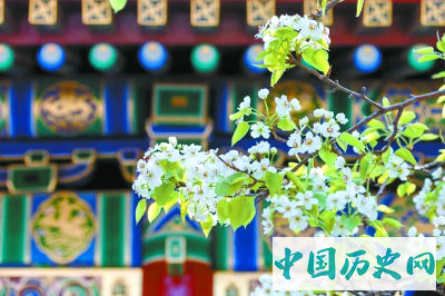 故宫里也有京白梨，深得皇帝喜爱