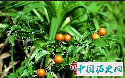 中国古代毒药有哪些