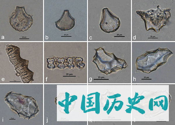 珠江三角洲地区发现直接测年最早的水稻大植物遗存