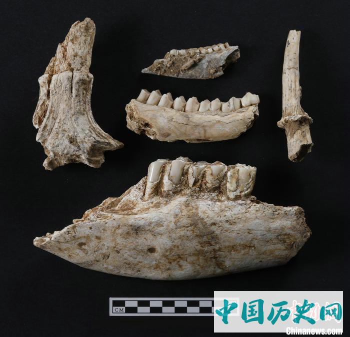 秦岭地区首次发掘出土早期现代人化石
