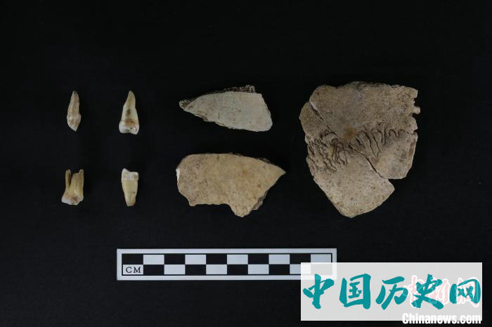 秦岭地区首次发掘出土早期现代人化石