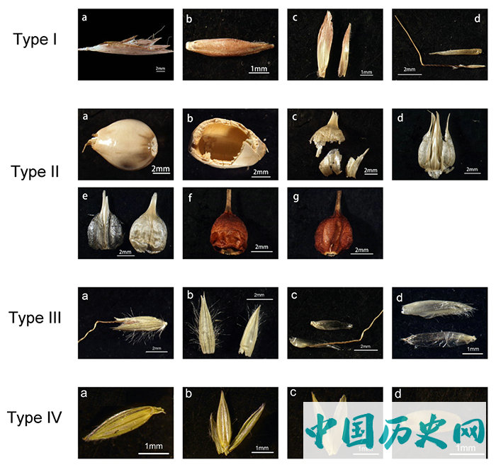 禾本科黍亚科植物小穗植硅体形态分类及应用研究取得进展