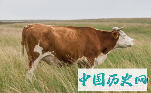 搜神记之死牛说话