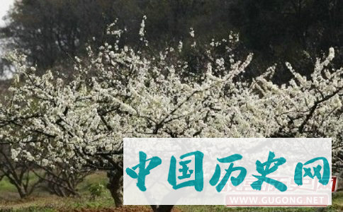 搜神记之李树神