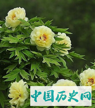 金黄牡丹的传说