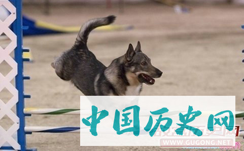 瑞典柯基犬的历史资料