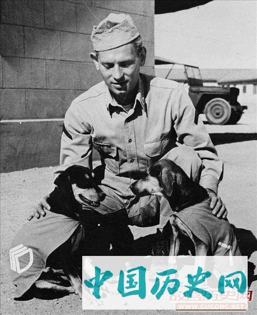 战争中的人和动物们