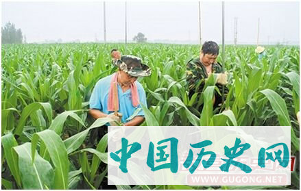 雄安新区南阳遗址初步判断为战汉时期中型城址