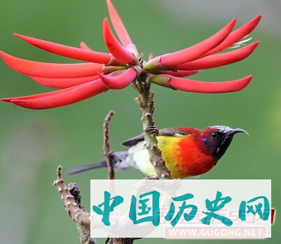 太阳鸟的传说、寓意