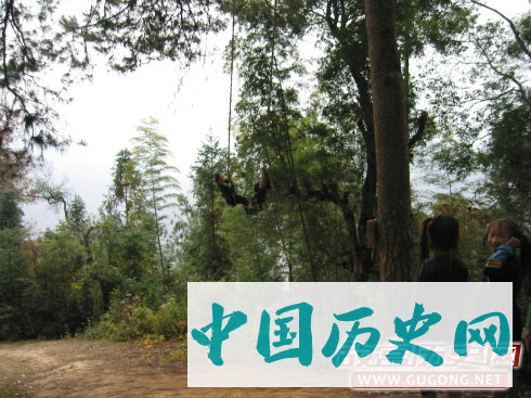 砍坟头树