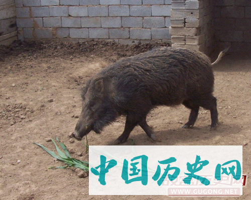 碰到野猪别逞能