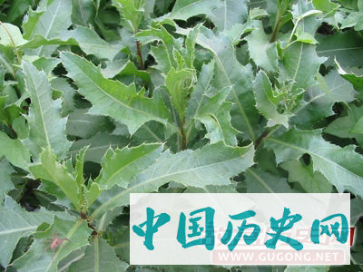 清明时节吃苦菜