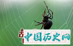 蜘蛛织网