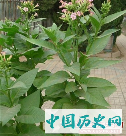 揭秘烟草在中国的历史