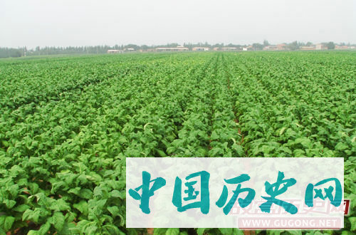 揭秘烟草在中国的历史