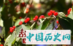 红豆树结良缘