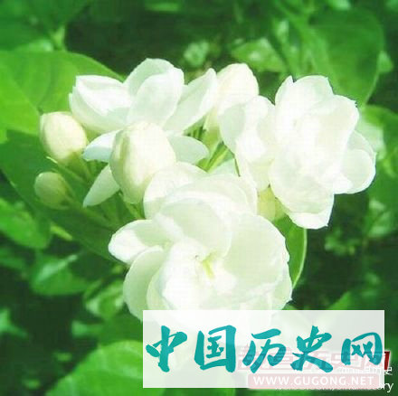 民歌《茉莉花》起源于明代 本意为反腐