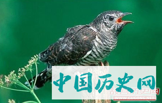 古代神话故事之杜宇化鹃