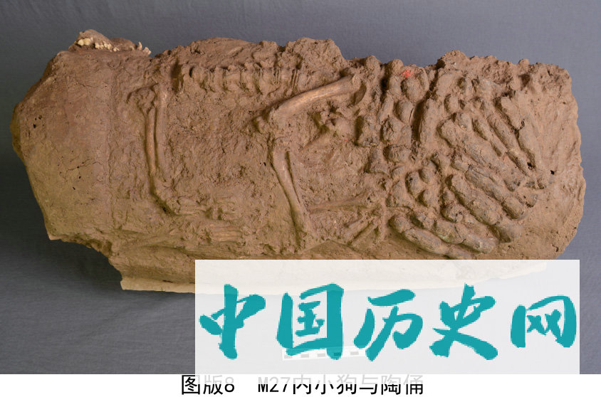 陕西发现汉代宠物狗墓葬 长眠陶管内有小陶俑陪葬